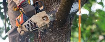 Best Tree Cabling and Bracing  in Whitaker, PA