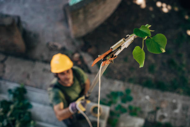 Whitaker, PA Tree Services Company