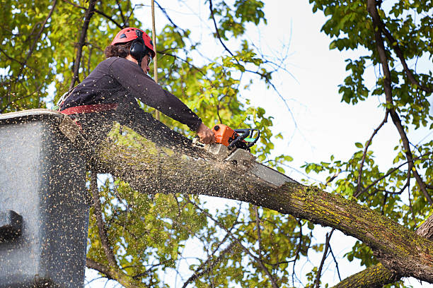 Best Root Management and Removal  in Whitaker, PA